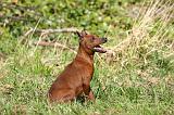 PINSCHER NAIN 107